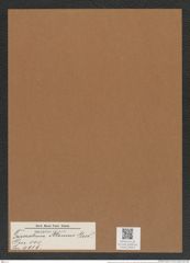 Triceratium atomus Grev. (de-Toni-Nr.: Genus 140, Species 4016) Zeichnungen Sammlung Grunow Mappe 04004 (Herbarium_W_Grunow_drawings_Folder_04004)